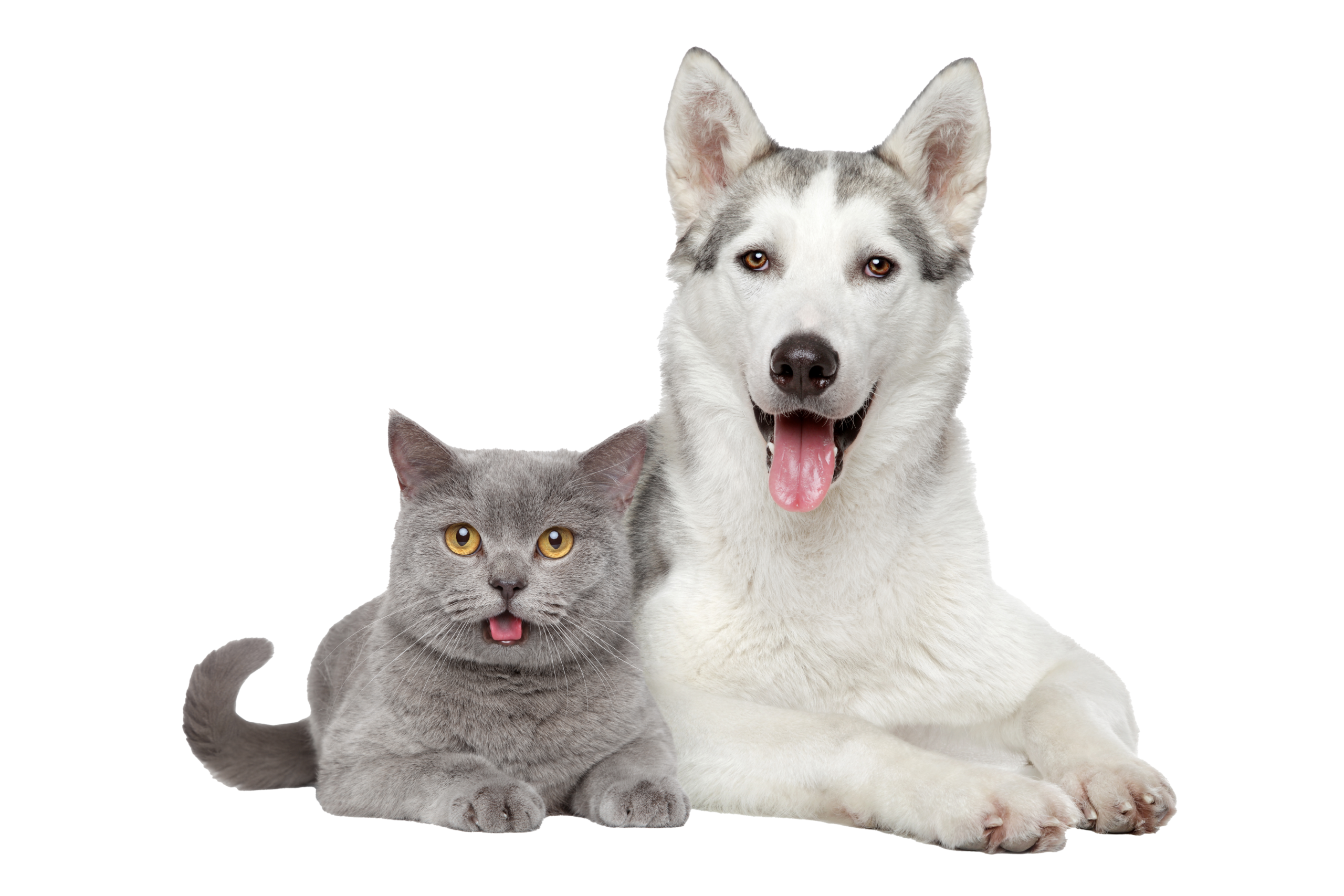 Pet food sample